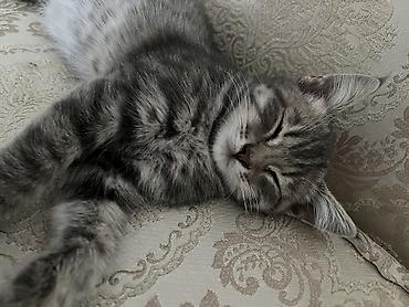 где можно найти собаку: 3 месяца, Мальчик, Биколор, Приучена к лотку, Проглистована — 6