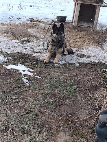 Продажа собак: Немецкая овчарка смешаная 10 Айлык эркек — 1