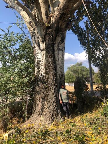 работа в бишкеке 13 лет: Спил деревьев самых опасных и сложных большой опыт стаж 20 лет