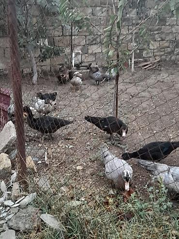 quşlar goyərcin: Musk ördəkləri (indo duck) – yetkin quşlar və balalar - Cins: Musk — 2