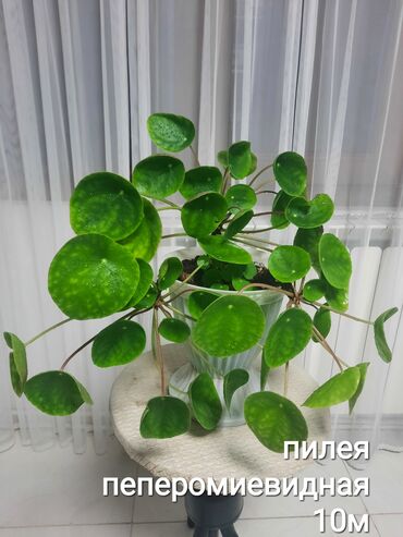 Otaq bitkiləri: Otaq bitkiləri kolleksiyası 1) Papоротnik – 20 m - Sərfəli otaq — 16