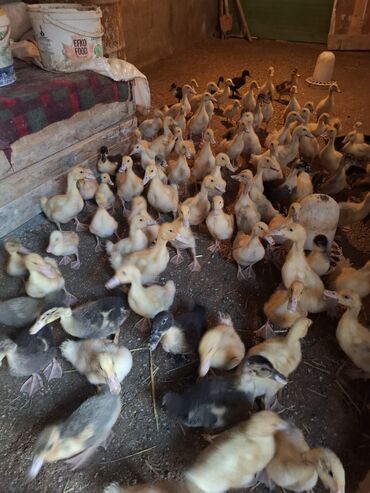 Ördəklər: 107 dene yawil baw ordek 23 gunukdu 3 .70 1 densi cem satlir unvan — 5