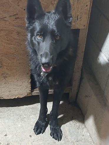 Продажа собак: Немецкая овчарка, 2 года, Самец — 25