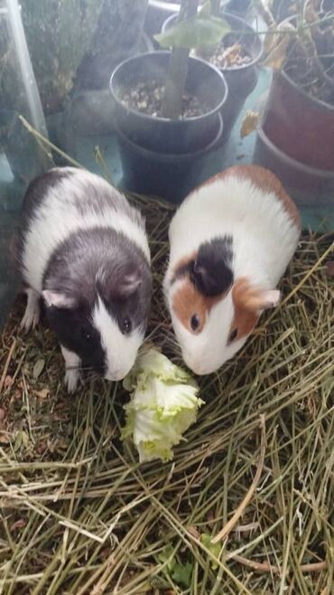 хомяк джунгарик: Продам морских свинок по 1500 каждый оба мальчика возраст один год и lalafo.kg да хомяк джунгарик: Продам морских свинок по 1500 каждый оба мальчика возраст один год и