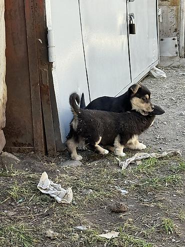 Продажа собак: Дворняжка, 2 месяца, Самец, С прививкой — 9
