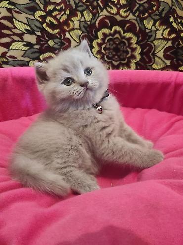 Pişiklər: Britan, Ödənişli çatdırılma — 4