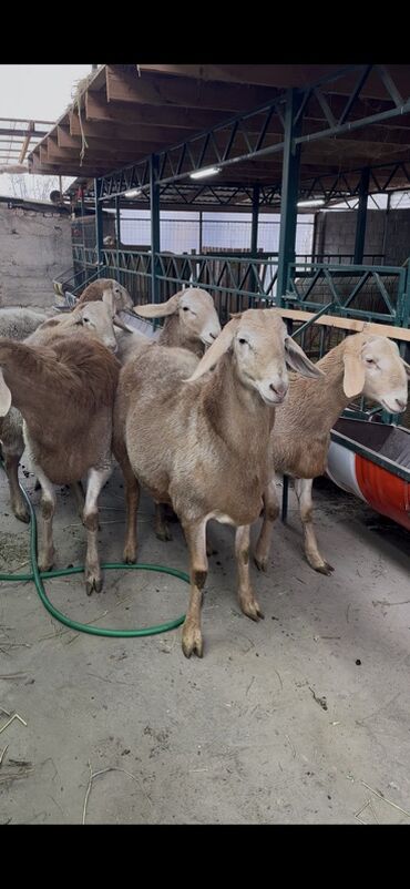 Бараны, овцы: Продаю | Ягненок, Баран (самец) | Арашан | Для разведения | Племенные at lalafo.kg — 2 Бараны, овцы: Продаю | Ягненок, Баран (самец) | Арашан | Для разведения | Племенные — 2