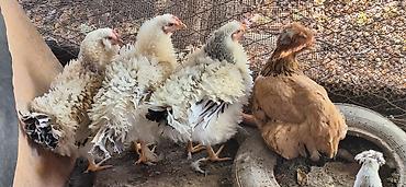 Куры, петухи: Продаю | Куры | Для разведения — 6