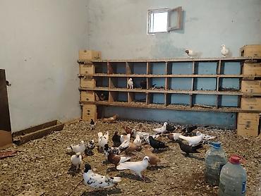 goyərcin yuvalari: Salam hoptom 5manatdan unvan maşdaga 0516831165 vatsapda aktivdir — 2