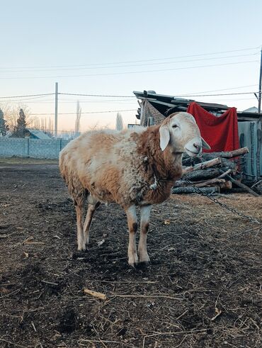 кочкор мал базар 2023: ‼️СРОЧНО ‼️Кочкор сатылат 9.10ай |ЧИСТЫЙ АРАШАН 🐑