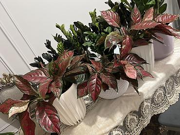 Аглаонемы: Аглаонема (Aglaonema) с вариегатной листвой — крупные — 73
