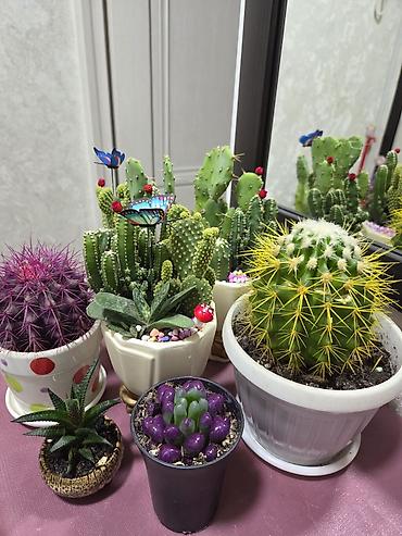 Декабристы: Зигокактус (рождественник, шлюмбергера) штамбовой формы в горшке. - — 29