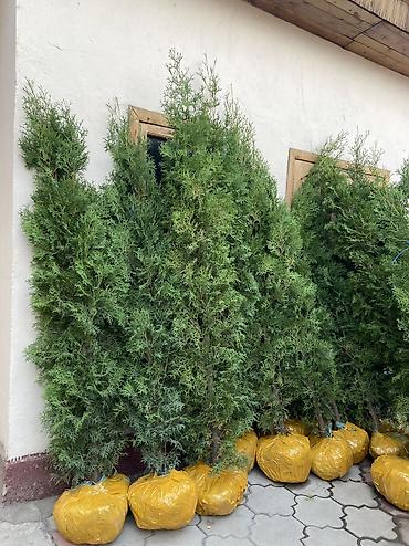 Туя: Продаются туи колоновидные🌲 Выращиваем сами, с 2013 года,со всей — 3