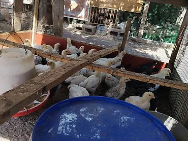 сетки: Продаю | Цыплята | Домашняя | Для разведения — 2