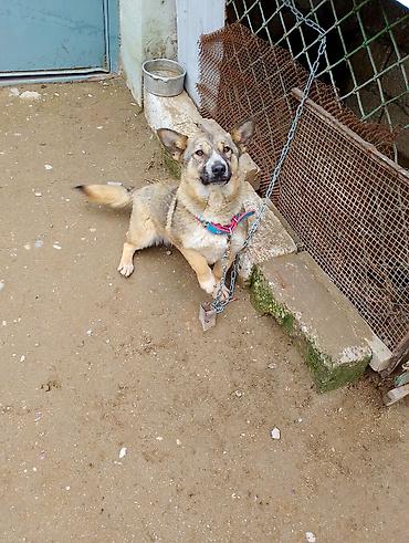 İtlər: Məhsul: İt (kiçik/orta ölçülü) Təsvir: - Fotoşəkillərdə olan sadiq və — 1