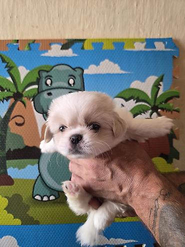 ən gozəl it adları: Pekines — 3