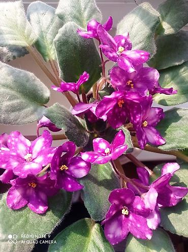 Фиалки и глоксинии: Продаю фиалки -подростки — 10