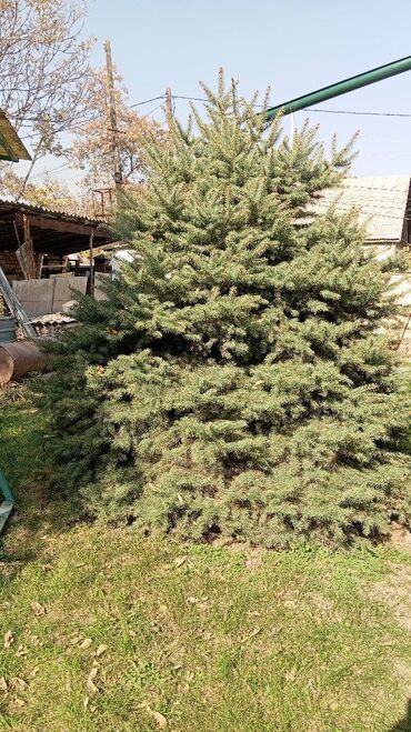 Ёлки: Живая ель (ёлки, ели, ёлка) Большая ель с пышной кроной и — 1