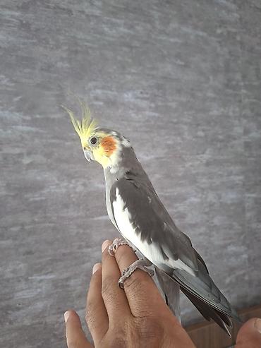 korella satışı: Nimfa (Cockatiel) cütlüyü – əl öyrəşmiş, sakit xasiyyətli, insanla — 4