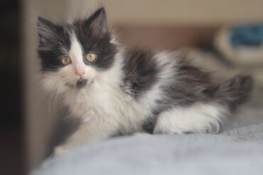 домашний кот: 2 айлык, Ургаачы