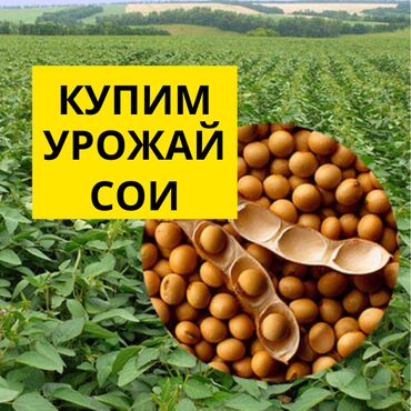 934 объявлений: «Аталык» закупает урожай сои и кукурузы 2021 года большие обёемы