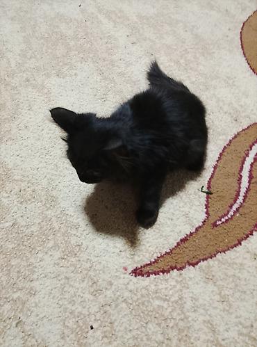cat litter: Котята даро хорошие — 2