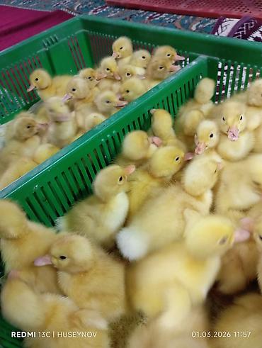 alman avcarkasi satilir: 15 günlük süper lider cucesi vaxsinadiyalari verilib Saba lasota — 3
