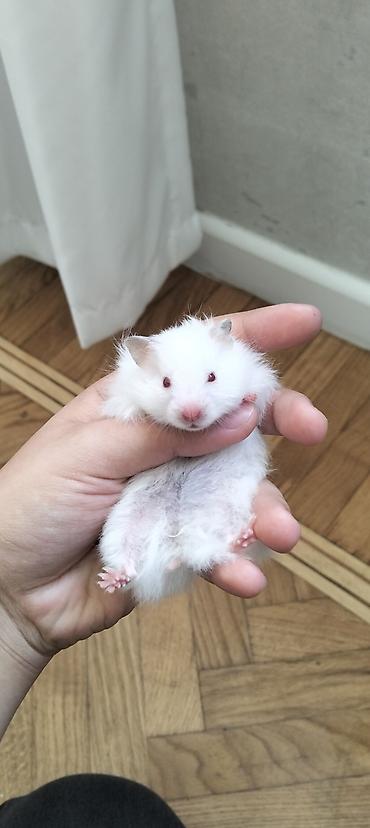 gəlincik heyvan: 4 BALA,BİR BÖYÜK DİŞİ HAMSTER VƏ QƏFƏS SATILIR🐹 4 balanın 2 si — 1