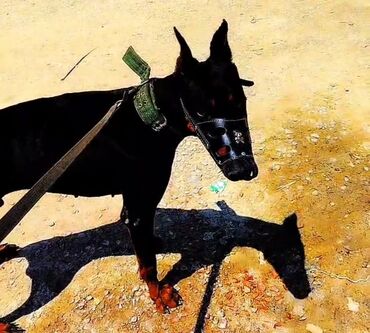 it tasma: Doberman, 1 il, Erkek, Peyvəndli, Pulsuz çatdırılma