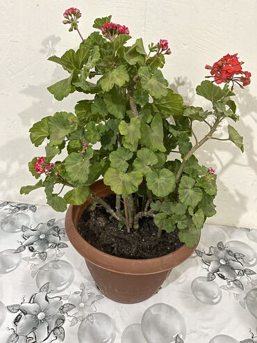 Otaq bitkiləri: Dibçək gülləri Çoxlu növdə dipcək gülləri var. Çatdırılma var — 14