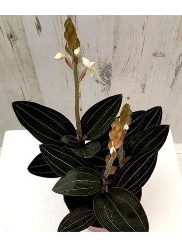 Другие комнатные растения: Продаю отростки орхидеи Лудисия