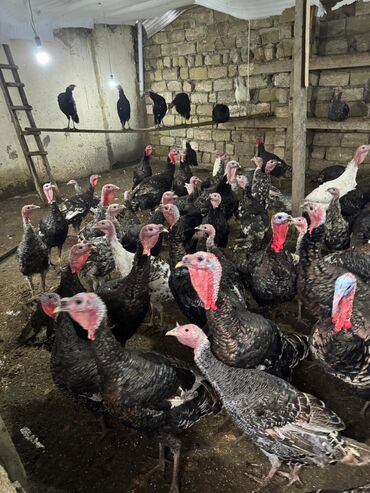 Hinduşka: Məhsul: Hinduşka sürüsü Təsvir: - Şəkillərdə gördüyünüz damazlıq — 8