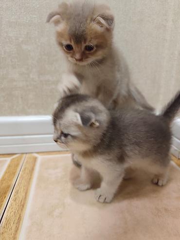 Pişiklər: Skottish Fold balaları - Cins: Scottish Fold (qatlanmış qulaqlı) - — 13