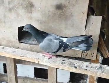 ag pisik cinsləri: Təmiz kəməri göy kesikde tutulub yolunub mayadı ödənişli çatdırılma — 2