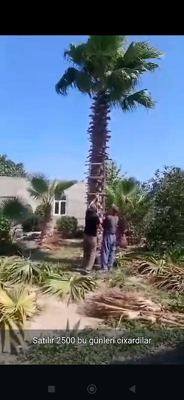 pustə ağacı satılır: Yüksək dekorativ xurma ağacı (palma) - Təxminən 7–9 m hündürlükdə — 1