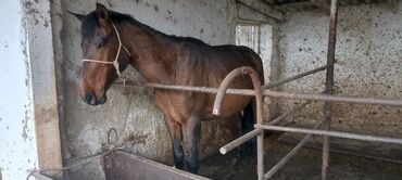 Лошади, кони: Продаю | Кобыла (самка) | Для разведения, Для молока