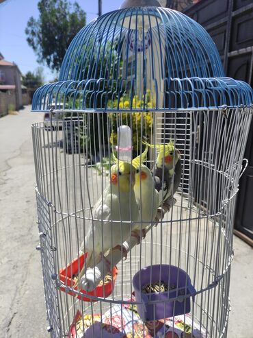 Tutuquşları: Korella Karella tutuqusu papuqay sevgi quşu nerazlucnik valnist 14 — 30