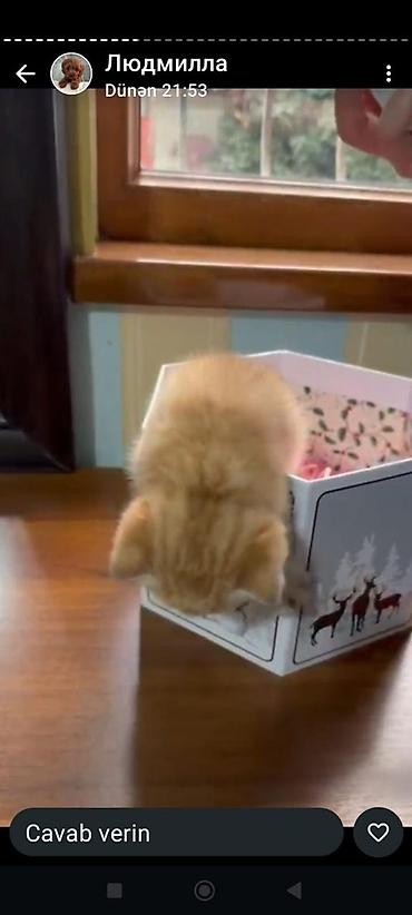 Pişiklər: Britan — 1