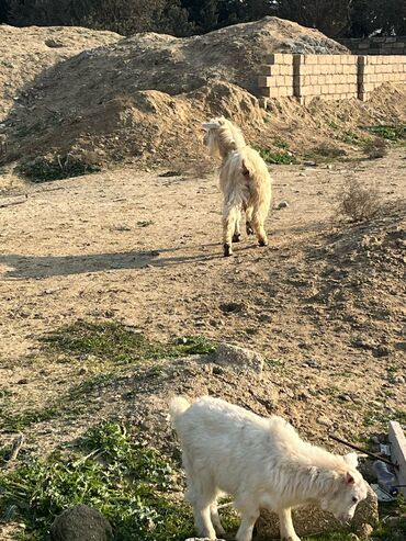 mal bazarı: Dişi, Zanen, il: 1, Südlük, Ünvandan götürmə