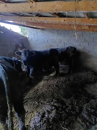 бойцовский кури: Продаю | Бык (самец) | На откорм | Привязанные — 3