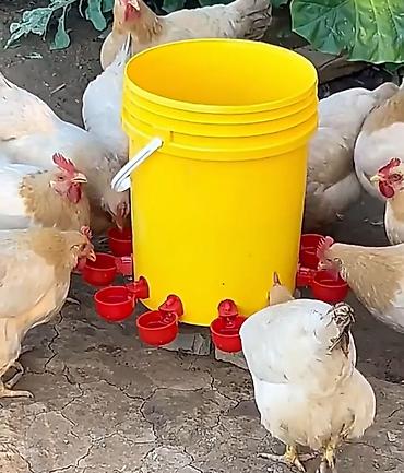 K/t heyvanları və malları: Yem qabı, Su üçün, Quşlar üçün, Rayonlara çatdırılma, Ünvandan götürmə, Ödənişli çatdırılma — 2