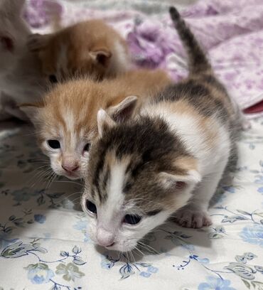 кошки породистые: Котики