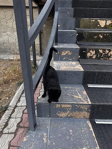Отдам даром кошку: Кошка даром: Беспородная, 3 месяца, Девочка, Приучена к лотку — 3