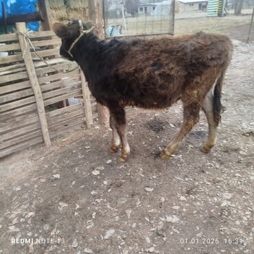 Коровы, быки: Продаю | Бык (самец) | Полукровка | На откорм | Привязанные — 9