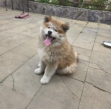 heyvanlar itler: Akita-inu, 3 ay, Erkək, Pulsuz çatdırılma — 1