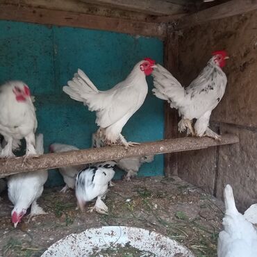 купить цыплят несушек: 10 ədəd təmiz qan balaca sort yaponkalar satılır 7 ayliqdi lar