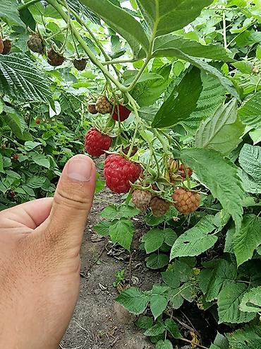фрукти: Местная малина сладкий сочный для варенья на заморозки на зиму лучшее — 2