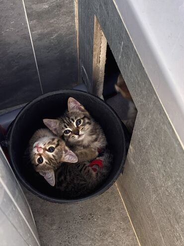 котята в добрые руки бесплатно: Отдаем котят в добрые руки, 2 мальчика 1 девочка, 1,5мес ласковые