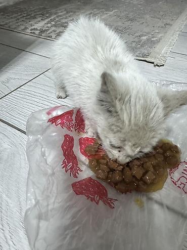 котик белый: Отдам котенка в добрые руки‼️‼️ — 1