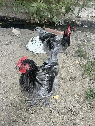 Куры, петухи: Продаю | Куры, Петух, Цыплята | Для разведения — 21